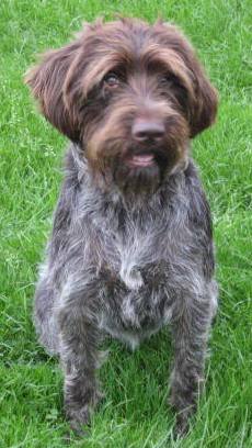 German wirehaired griffon store puppies